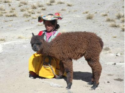 image alpaca peru